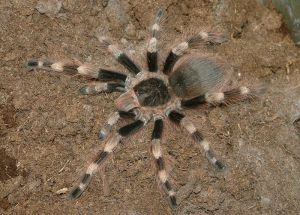 Nhandu coloratovillosus